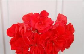 Садовая красавица кроваво-красная герань: описание и лечебные свойства, сорта, выращивание и уход за цветком Заготовка лекарственного сырья